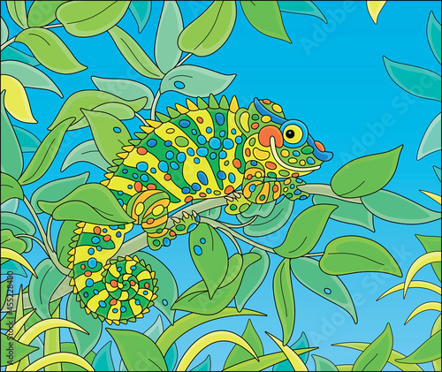 Funny multi colored chamele...