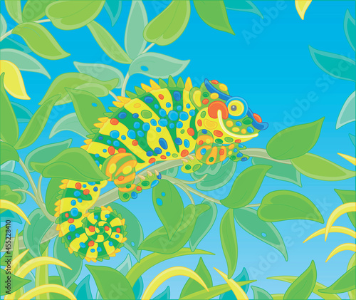 Funny multi colored chameleon, exotic lizard with protruding eyes and a prehensile tail, hiding among green leaves of a tropical tree branch in a wild jungle, vector cartoon illustration
