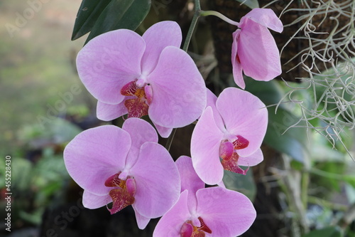 Purple orchid flower phalaenopsis  phalaenopsis or falah. Purple phalaenopsis flowers are known as butterfly orchids. Selective focus. There is a place for your text.