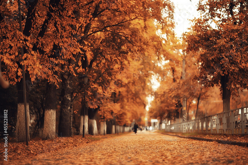 alley in autumn park landscape  fall yellow road seasonal landscape in october in the city
