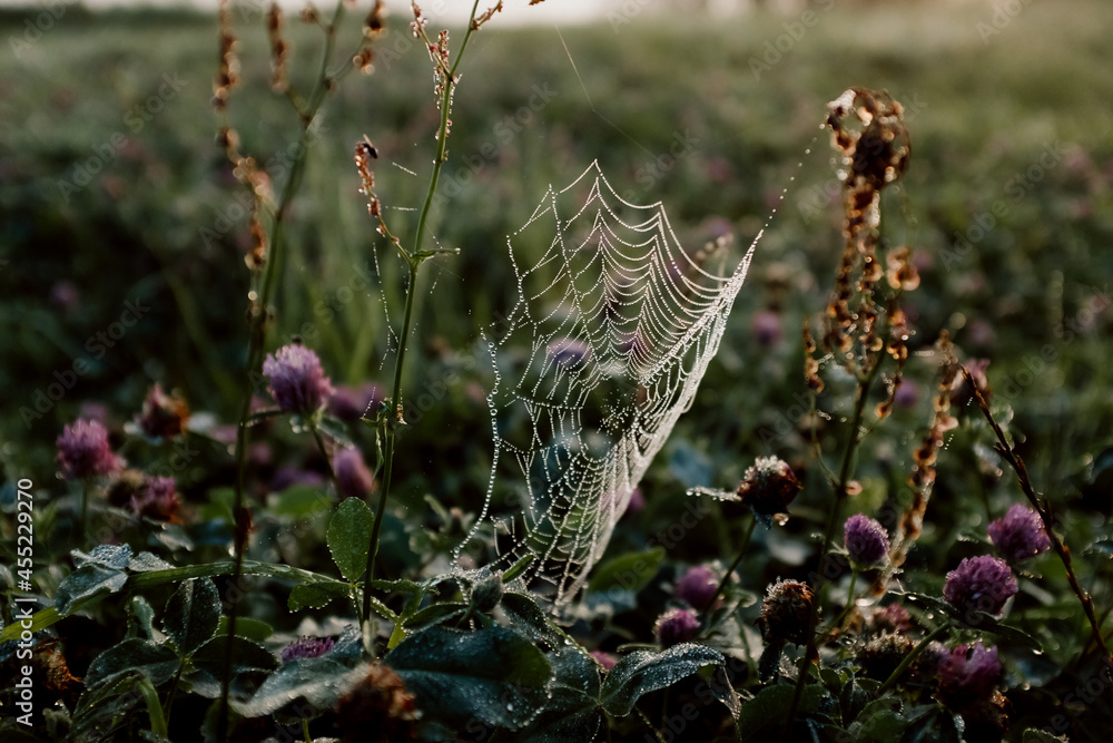 spider's web