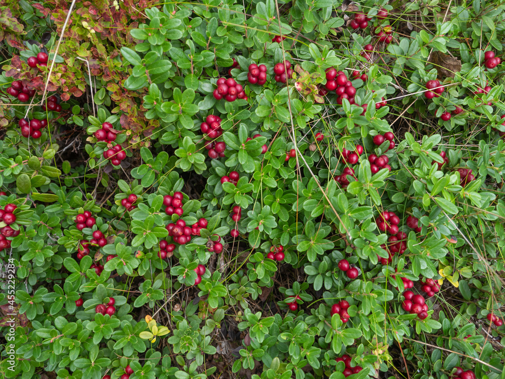 Large ripe red berries of a lingonberry on a background of green lingonberry leaves in the forest in autumn Large ripe red berries of a lingonberry on a background of green lingonberry leaves in the forest in autumn