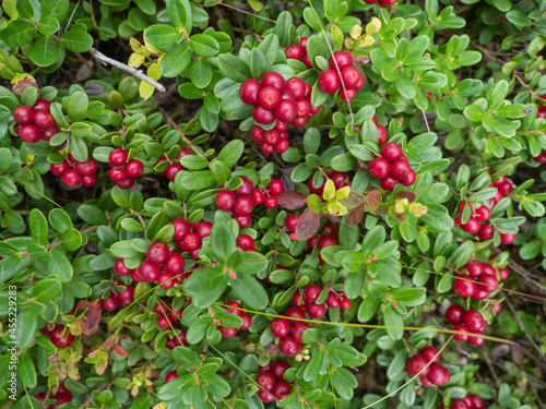 Large ripe red berries of a lingonberry on a background of green lingonberry leaves in the forest in autumn