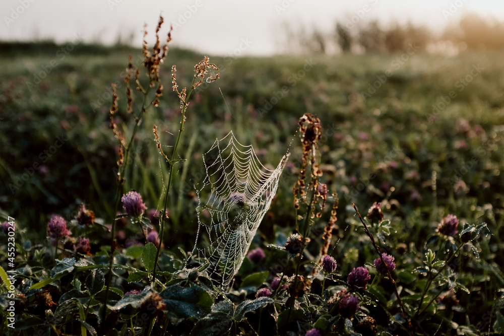 spider's web