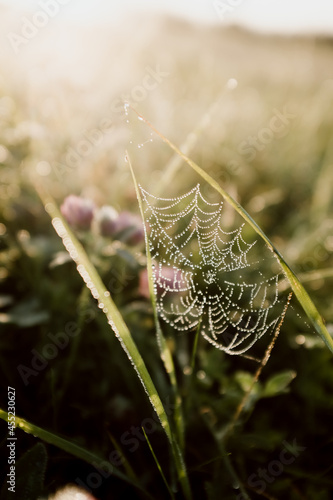 Obraz na płótnie
spider's web w salonie