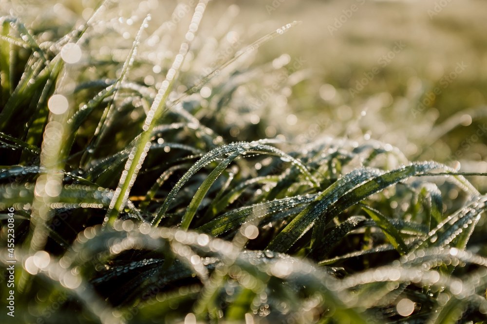 spider's web