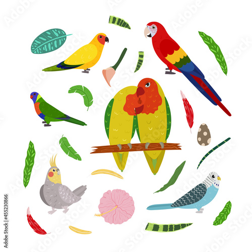 Design template with parrots in square for kid print. Rectangle composition of tropical birds lovebirds, macaw, cockatiel, aratinga and pionus. Vector set of jungle life in cartoon style.