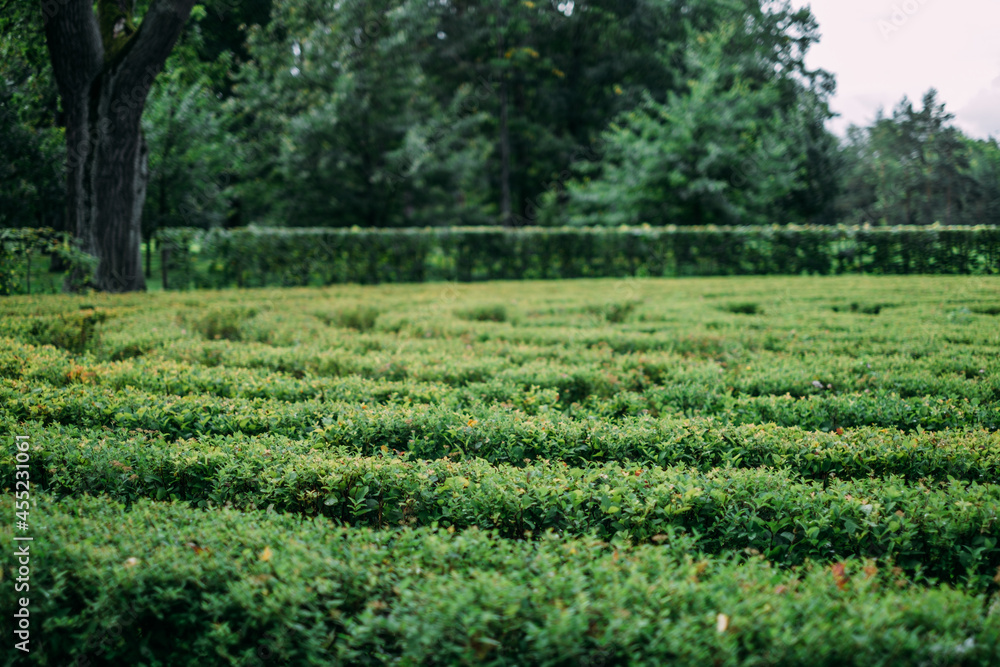 Green bushes maze in summer park, close-up.