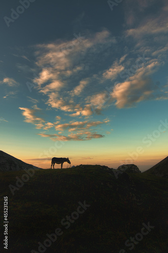 Silhouette of a horse in the high mountains