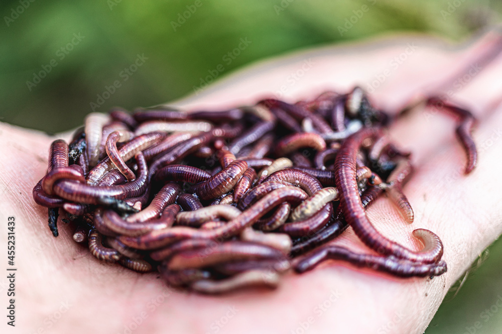 Breeding red worms Dendrobena. Fertile soil. Natural soil improvement. Fishing worms. Breeding red worms Dendrobena. Fertile soil. Natural soil improvement. Fishing worms.