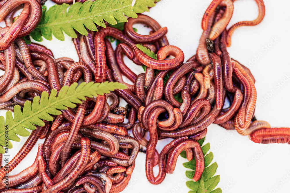 Breeding red worms Dendrobena. Fertile soil. Natural soil improvement. Fishing worms. Stock