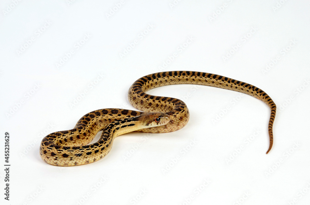 Pine snake // Bullennatter, Kiefernnatter (Pituophis melanoleucus) Pine snake // Bullennatter, Kiefernnatter (Pituophis melanoleucus)