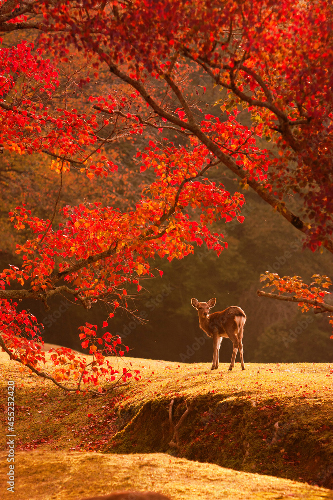 奈良公園 紅葉の飛火野と鹿 縦位置 foto de Stock | Adobe Stock