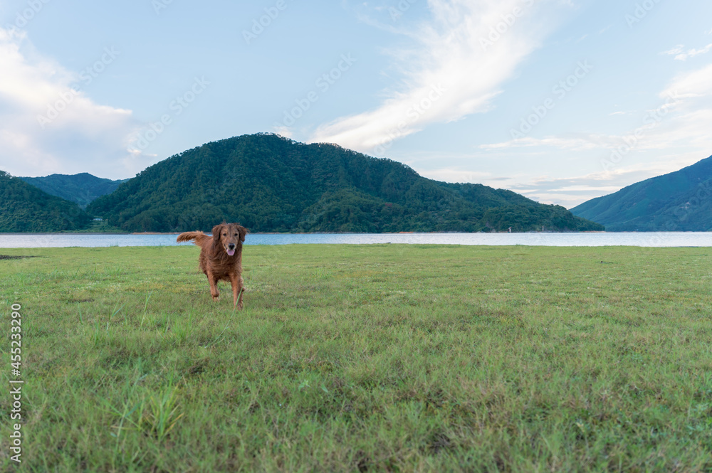 Obraz premium Golden Retriever playing in the open grass