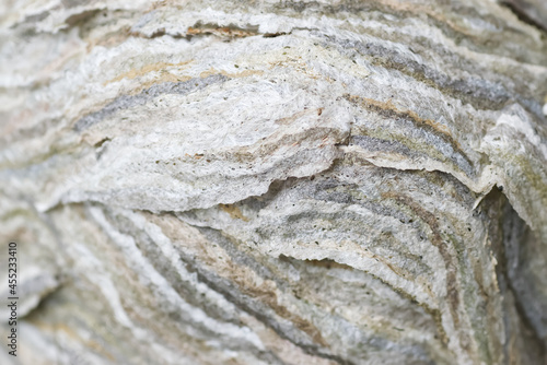 Close up of wasp nest, natural texture background.