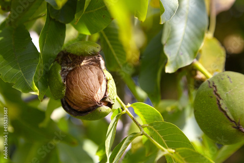 Walnut tree with walnut fruit in pericarp on branch photo