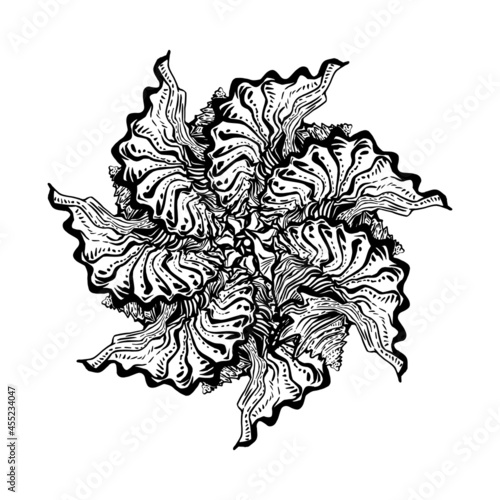 Spiral seashell wreath in black and white ink graphics. Marine monochrome vector graphics isolated on white. Amazing ornamental wavy cockleshell for logo, design element, print, postcards. 