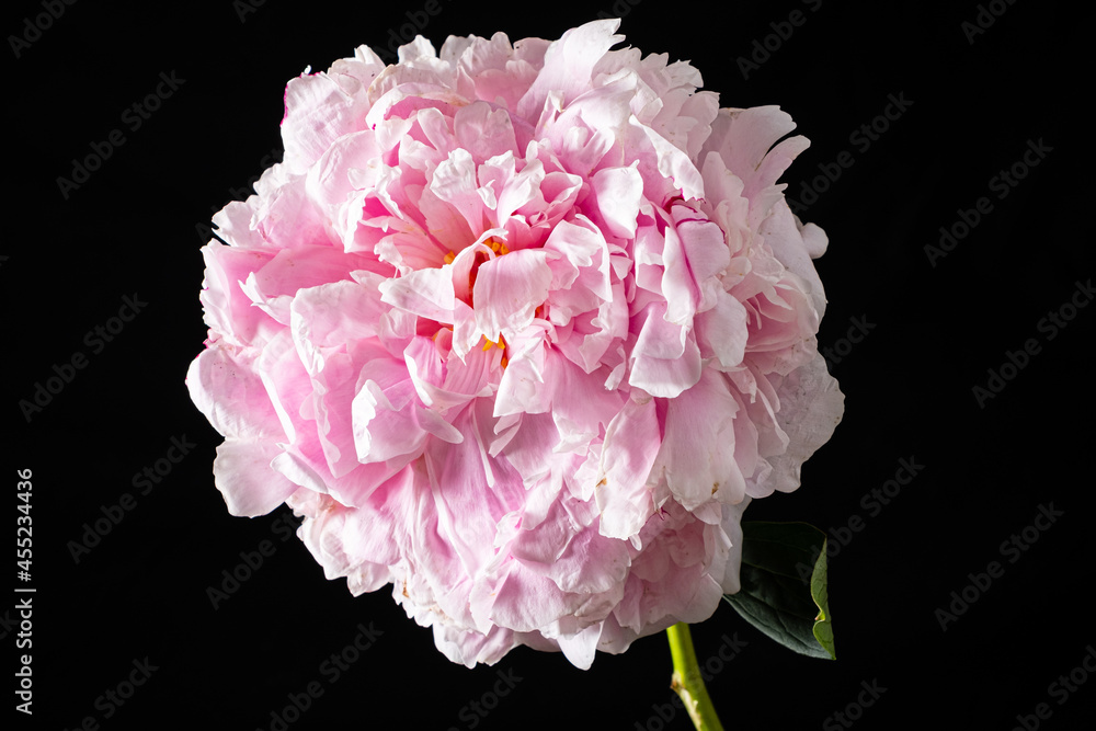 fresh peony on the black background fresh peony on the black background