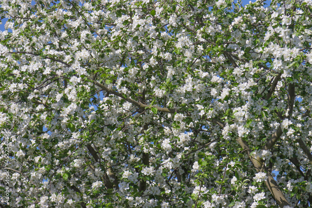 Blooming apple tree in the garden. Blooming apple tree in the garden.