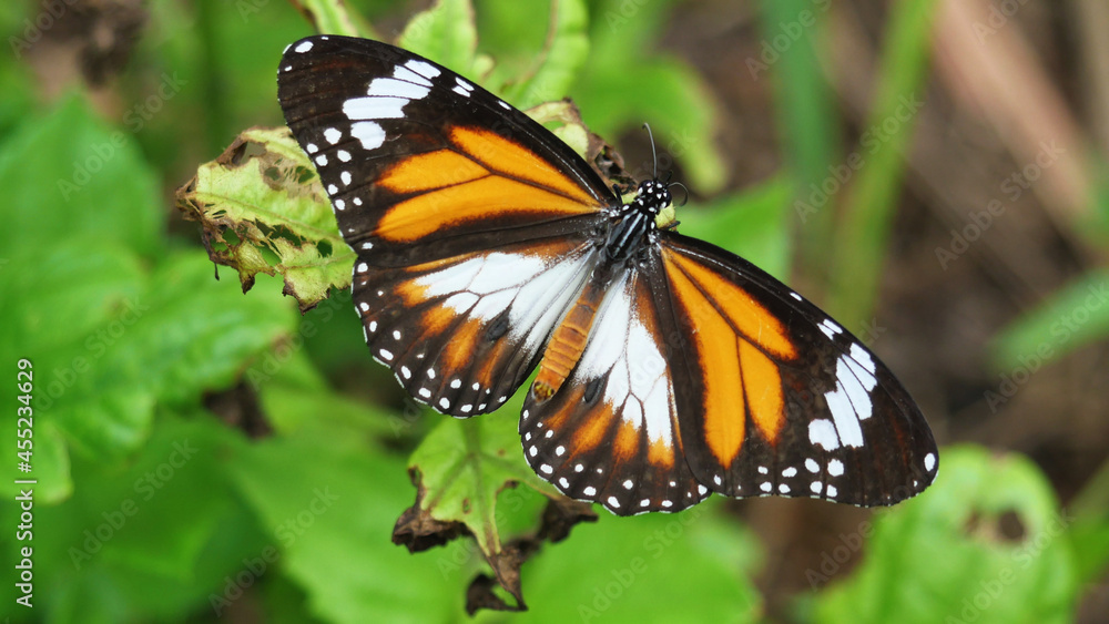 Fototapeta premium Black Veined Tiger Butterfly on green leaf of tree plant in forest, Patterned orange white and black color on on wing of Tropical insect