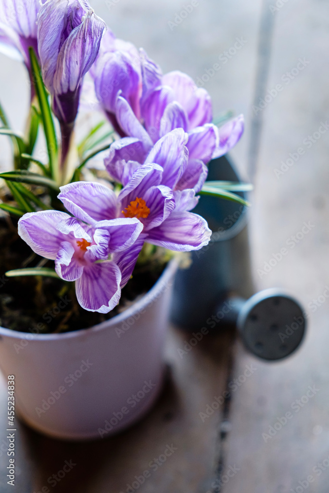 fresh crocuses in the pot fresh crocuses in the pot