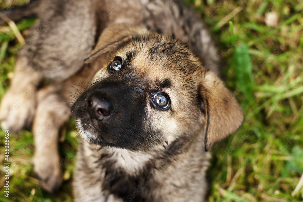 cute little German Shepherd puppy on the green grass in summer cute little German Shepherd puppy on the green grass in summer