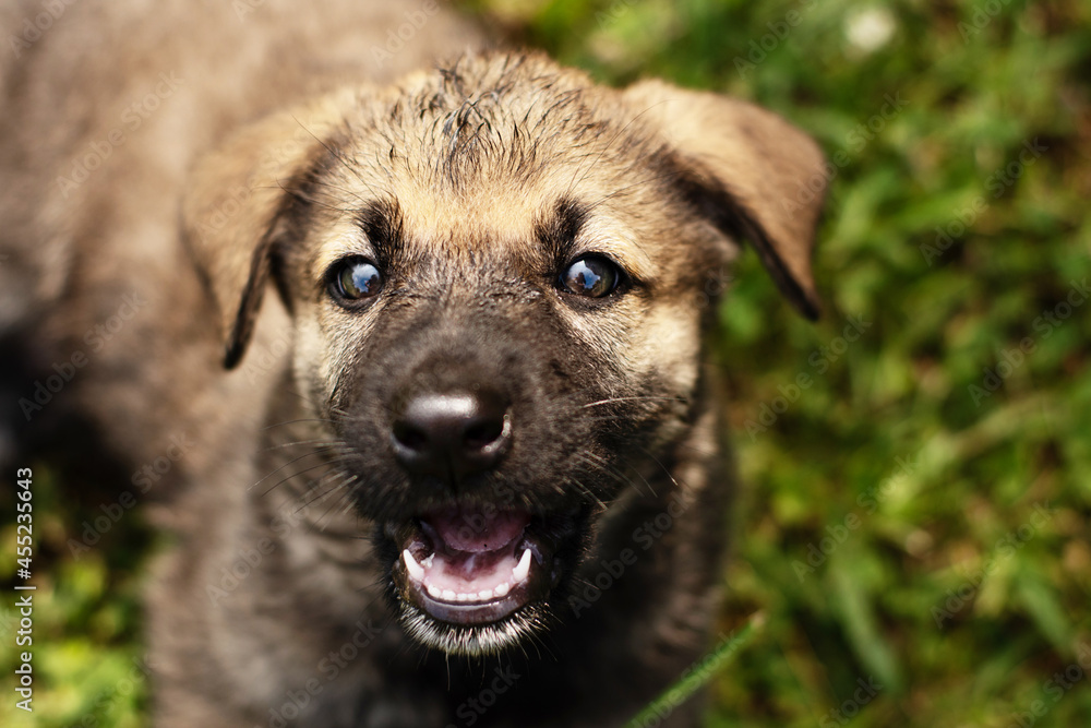 cute little German Shepherd puppy on the green grass in summer cute little German Shepherd puppy on the green grass in summer