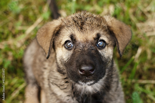 cute little German Shepherd puppy on the green grass in summer