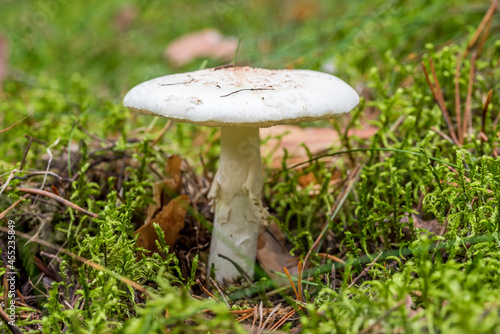 Glowing Mushroom in a Forest in Northern Europe