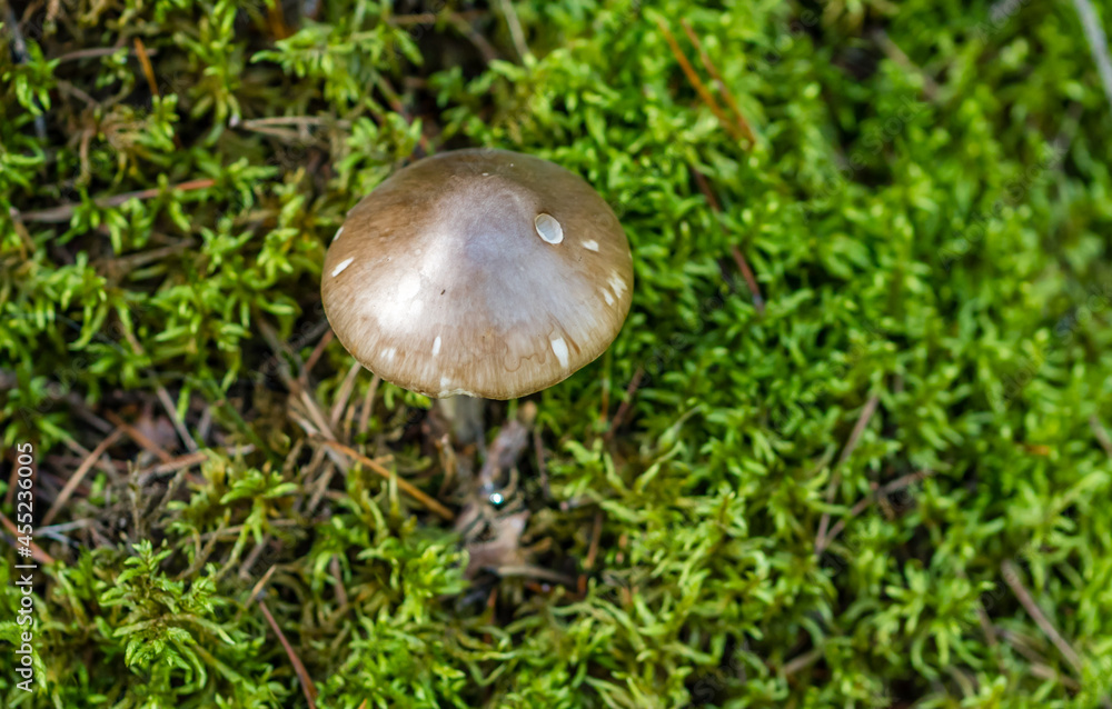 Glowing Mushroom in a Forest in Northern Europe Glowing Mushroom in a Forest in Northern Europe