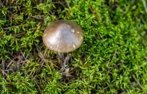 Glowing Mushroom in a Forest in Northern Europe