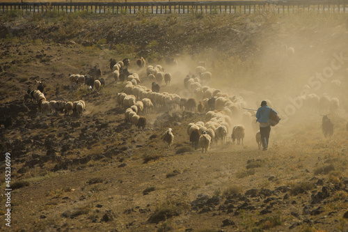 Foto a shepherd herding his sheep walks on the road
