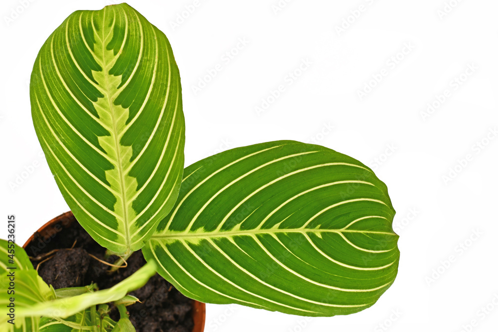 Close up of exotic green veined 'Maranta Leuconeura Lemon Lime' houseplant leaf on white background Close up of exotic green veined 'Maranta Leuconeura Lemon Lime' houseplant leaf on white background
