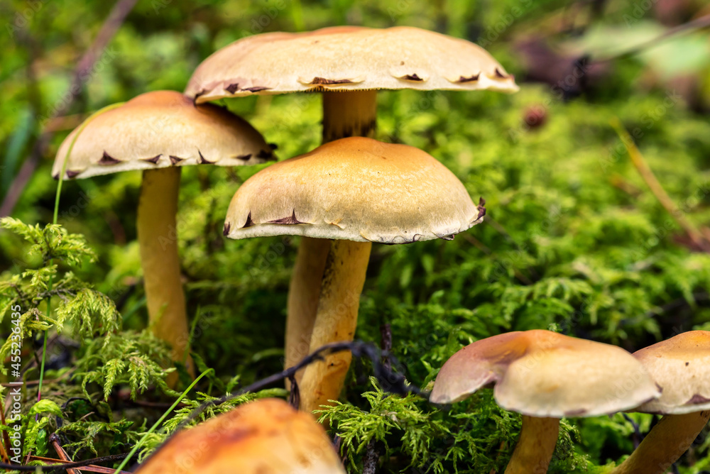 Glowing Mushroom in a Forest in Northern Europe Glowing Mushroom in a Forest in Northern Europe