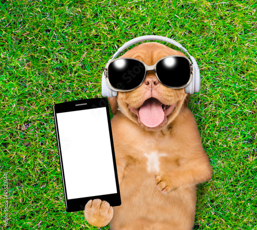 Funny puppy  wearing sunglasses lying on its back on summer green grass, listening music with headphones and showing smartphone with empty screen © Ermolaev Alexandr