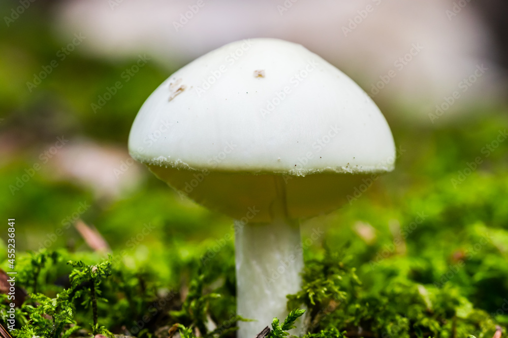 White Mushroom in a Forest in Northern Europe White Mushroom in a Forest in Northern Europe