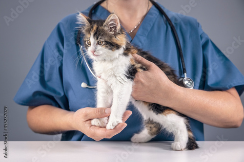 Fototapeta Naklejka Na Ścianę i Meble -  Veterinarian doctor examining a long haired tortoiseshell kitten background