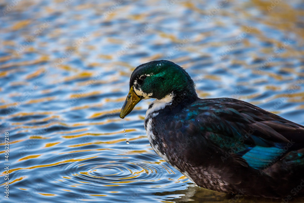 Obraz premium A large Mallard in Yuma, Arizona