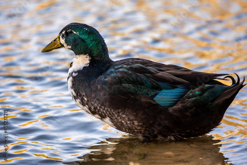 A large Mallard in Yuma, Arizona