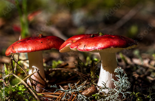 Red Mushrooms in a Forest in Northern Europe © JonShore
