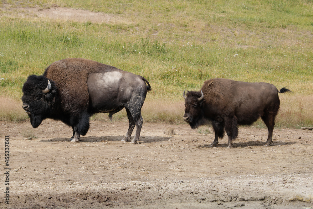 Two wild Bison.
Wild bison at Yellowstone National Park. Two wild Bison.
Wild bison at Yellowstone National Park.