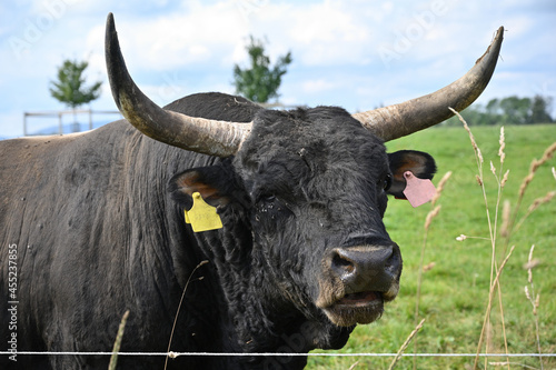Fotótapéta aurochs imitation of an extinct animal