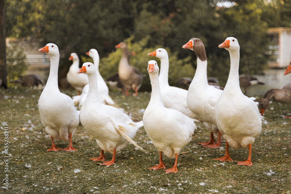 Flock of domestic geese on a green meadow. Geese in the grass, domestic bird, flock of geese, panoramic view. Flock of domestic geese on a green meadow. Geese in the grass, domestic bird, flock of geese, panoramic view.