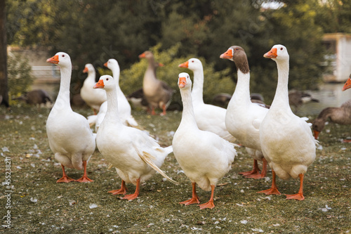 Foto Flock of domestic geese on a green meadow