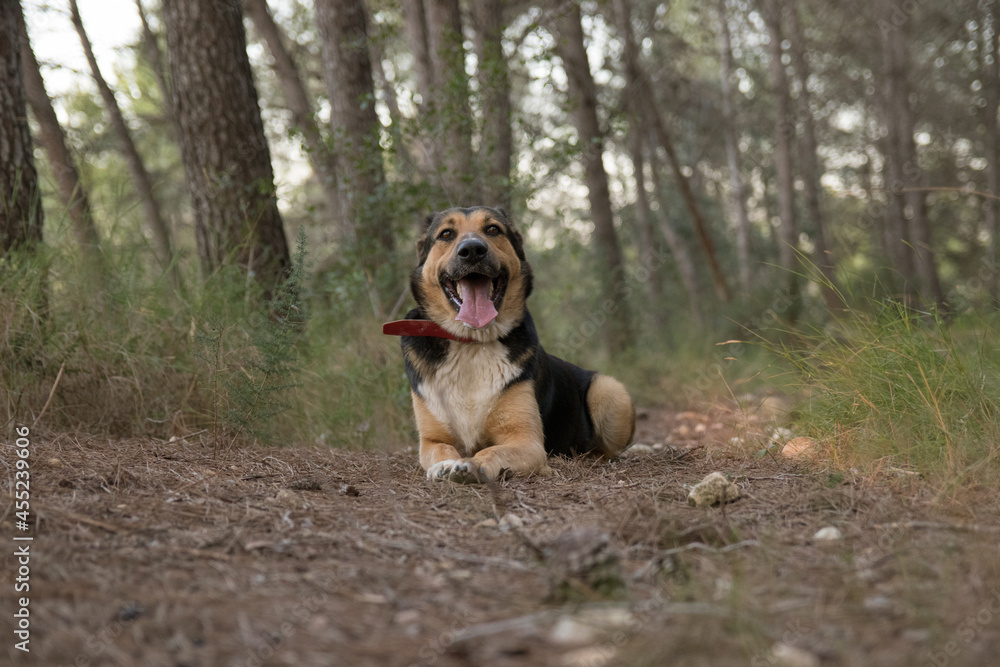 Obraz premium Perro descansando en un bosque