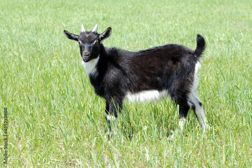 Baby goat in the meadow Baby goat in the meadow