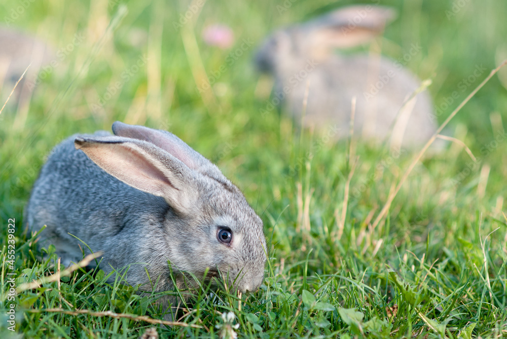 Domestic rabbits in grass at sunset Domestic rabbits in grass at sunset