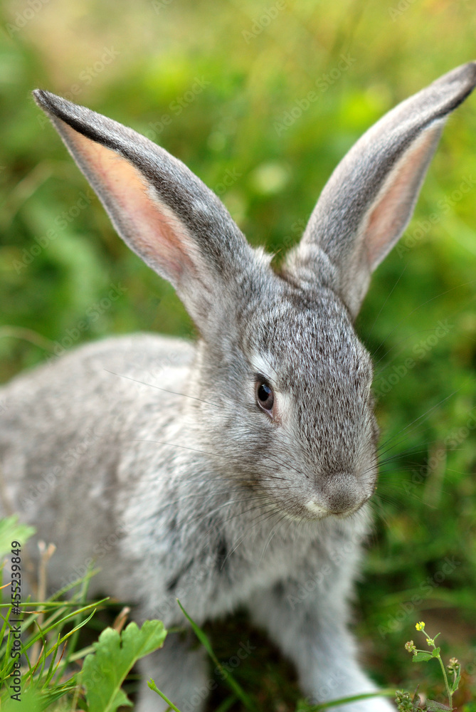 Domestic rabbit in grass at sunset Domestic rabbit in grass at sunset