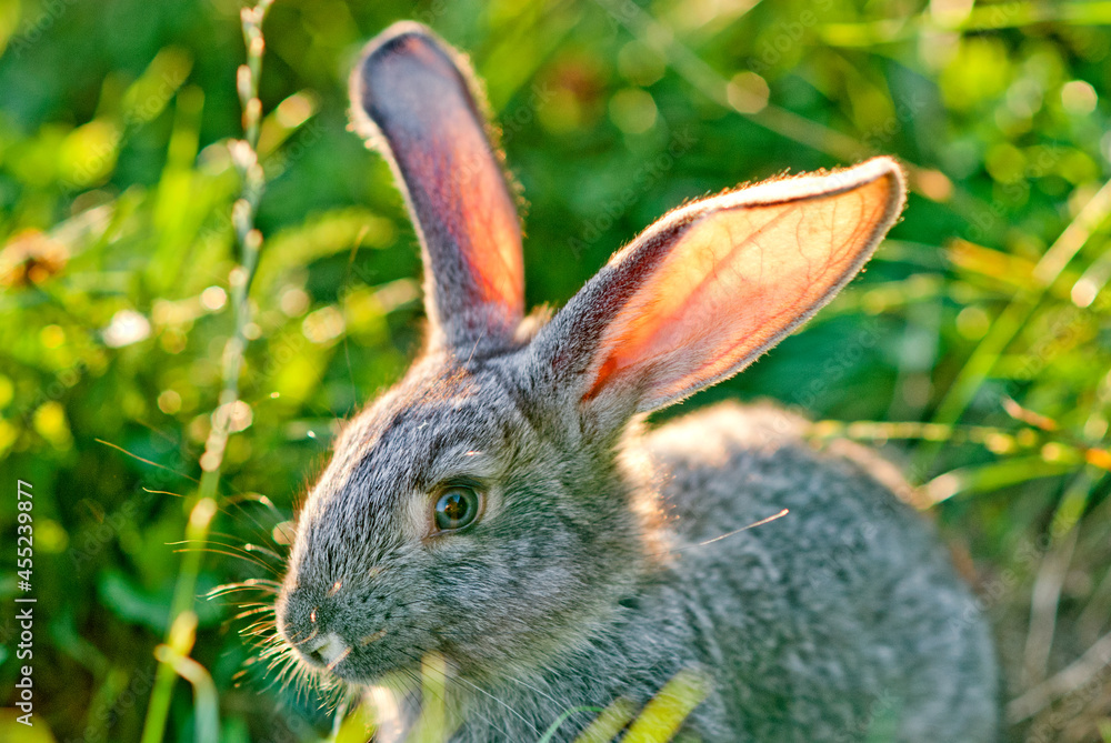Domestic rabbit in grass at sunset Domestic rabbit in grass at sunset