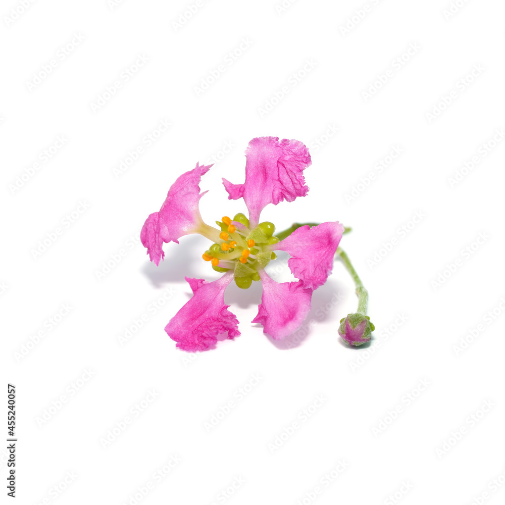 Close up Acerola cherry, Barbados cherry or West indian cherry flower on white background. Close up Acerola cherry, Barbados cherry or West indian cherry flower on white background.